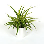 Chlorophytum Ocean + Cache pot Blanc /